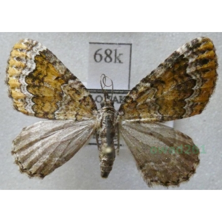 Colostygia olivata (Denis & Schiffermüller, 1775) Paśnik oliwnik Czech68k